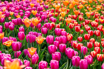 꽃밭에서 아름답게 활짝 핀 튤립