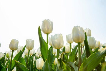 꽃밭에서 아름답게 활짝 핀 튤립