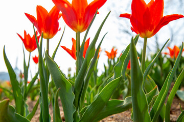 꽃밭에서 아름답게 활짝 핀 튤립