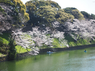 皇居のお堀でボートに乗りながらお花見をする人たち