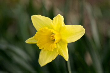 Daffodil in flower in springtime, United Kingdom
