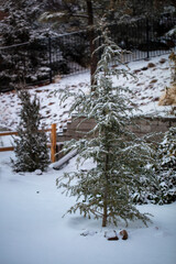Cedar tree in a backyard landscape setting in Winter in Prescott, Arizona