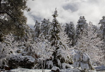 Prescott Arizona forest of Ponderosa Pines and Cedar after a winter snow storm