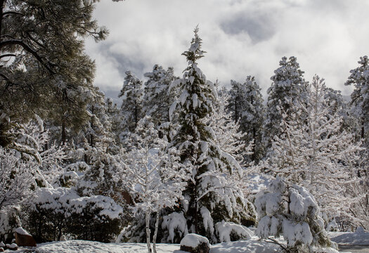 Prescott Arizona forest of Ponderosa Pines and Cedar after a winter snow storm