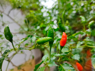 Red and green chili peppers ripe on tree