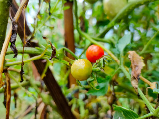 Ripe red and green tomatoes on tree