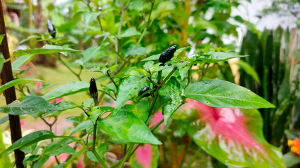black hot chili peppers on tree