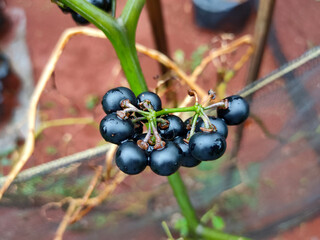 Black ranti fruit or black currant on a tree from Ciamis, Indonesia