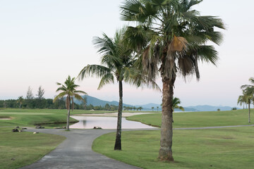 palm trees in the park