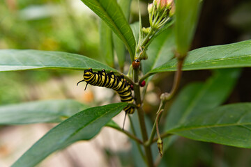 Monarch butterfly caterpillar on asclepia curassavica plant, side by Coccinellids (ladybird) eating aphids