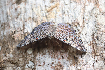 butterfly on a tree