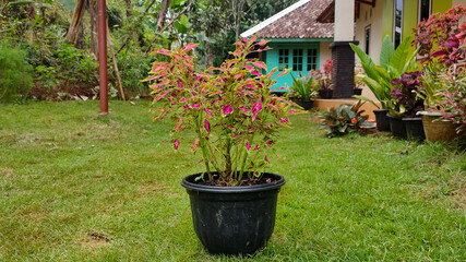 Ornament and decorative plants in front of the house.