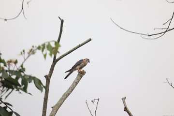 bird on a branch