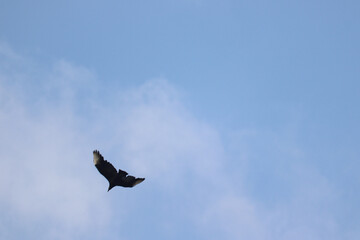 vulture in flight