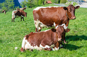 Pinzgauer cows in a field next to a farm. Pinzgauer cattle on green pasture in springtime. A breed of domestic cattle from the Pinzgau region of the federal state of Salzburg in Austria, Europe. Photo