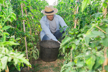 Male farmer collect harvest ripe tomatoes on the farm field