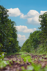 coffee plantation with clear and sunny sky