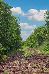 Fototapeta na wymiar coffee plantation with clear and sunny sky
