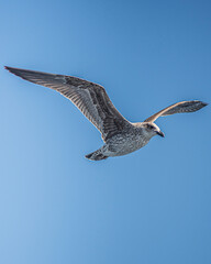 Bariloche Patagonia NATURALEZA