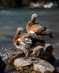 Bariloche Patagonia NATURALEZA