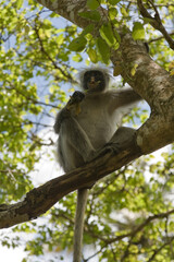 Kirk's Red Colobus Monkey, Zanzibar, Tanzania