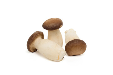 king oyster mushrooms isolated on white