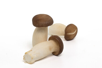 king oyster mushrooms isolated on white