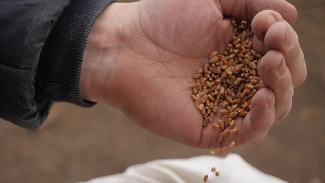 Pour seed from hand, close up.
