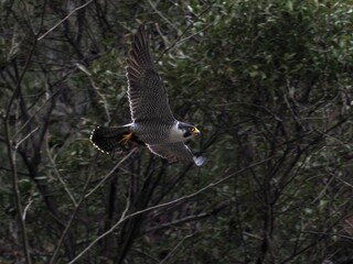 餌を持って悠然と飛ぶ繁殖期のハヤブサ成鳥