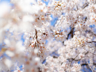 満開の桜の花
