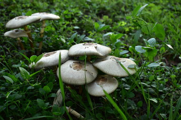Poison_parasol_against_dark_green_grassy_background