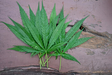 Marijuana leaves placed on a brown wooden floor. Background concept of medically licensed cannabis...