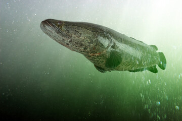 Northern snakehead under water. Channa argus. Asian fish, invasive in USA