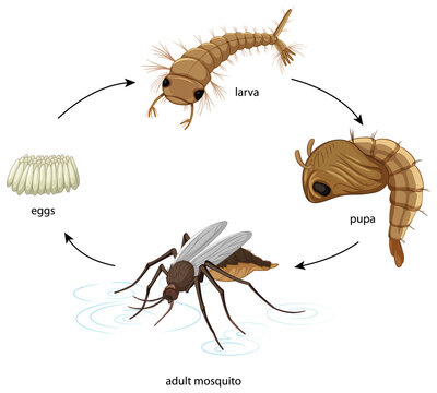 Diagram showing mosquito life cycle on white background