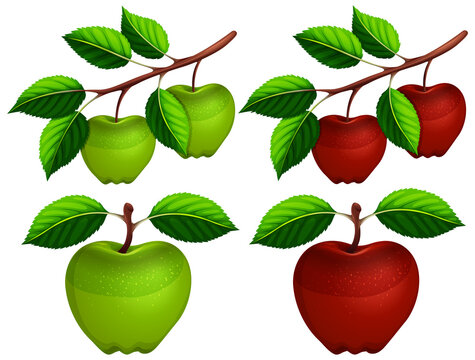 Set of apple with leaves