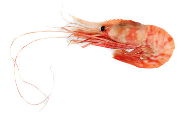 Shrimp isolated on white. Very detailed