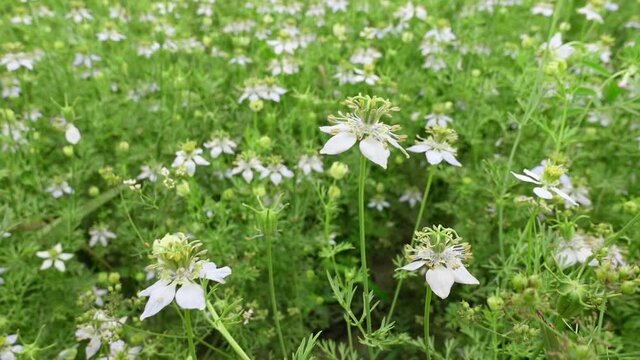 White Nigella sativa flowers are blooming and swaying in the field. White and green flower background. Slow-motion video.