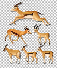 Set of different sides of impala isolated on transparent background