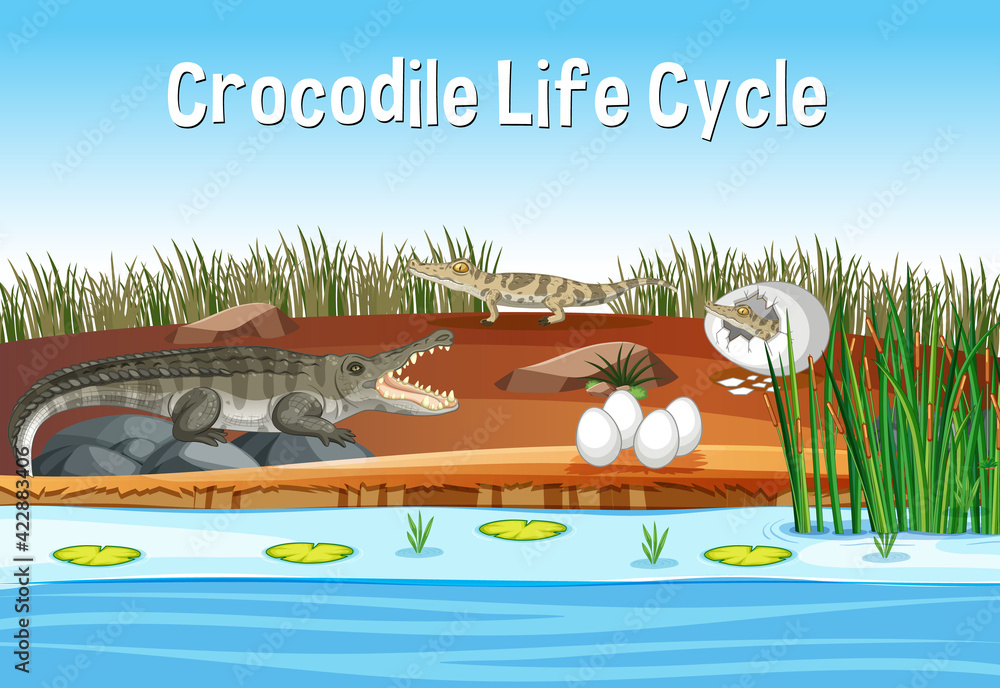 Wall mural scene with crocodile life cycle