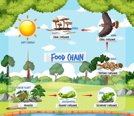 Food chain diagram concept on forest background © blueringmedia