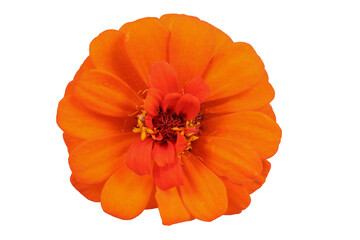 Orange zinnia isolated on white. Very detailed