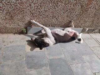 A dog in the sun and sleeping in fresh mood