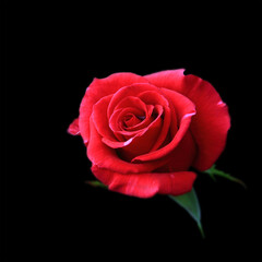 Art photo rose petals isolated on the black background. Rose flower Closeup. For design, texture, background. Nature.