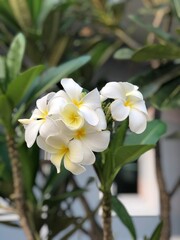 white frangipani flower
