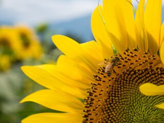 Honeybee on Sunflower