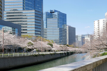 川沿いの桜並木
