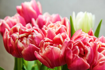 Close-up of a bunch of fresh pink tulips in the crystal vase. Colourful flowers and herbs. Womens and mothers day backgrounds