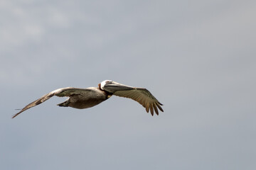 pelican in flight