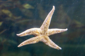red starfish