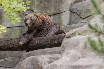brown bear cub